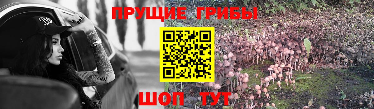 Тосно  Псилоцибиновые грибы Magic Shrooms  где купить наркоту  Вход с VPN 